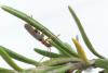 Cantharis lateralis